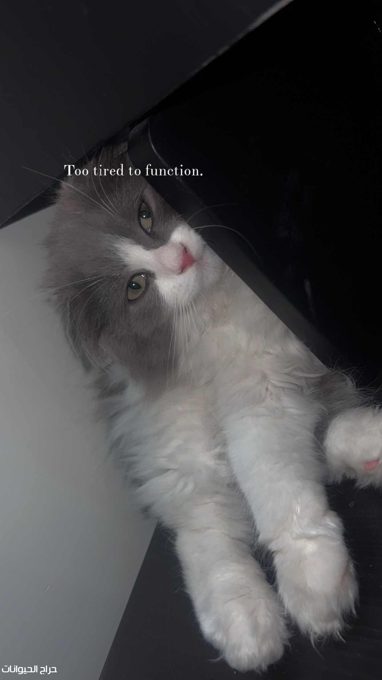 قطط سكوتش و شيرازي 