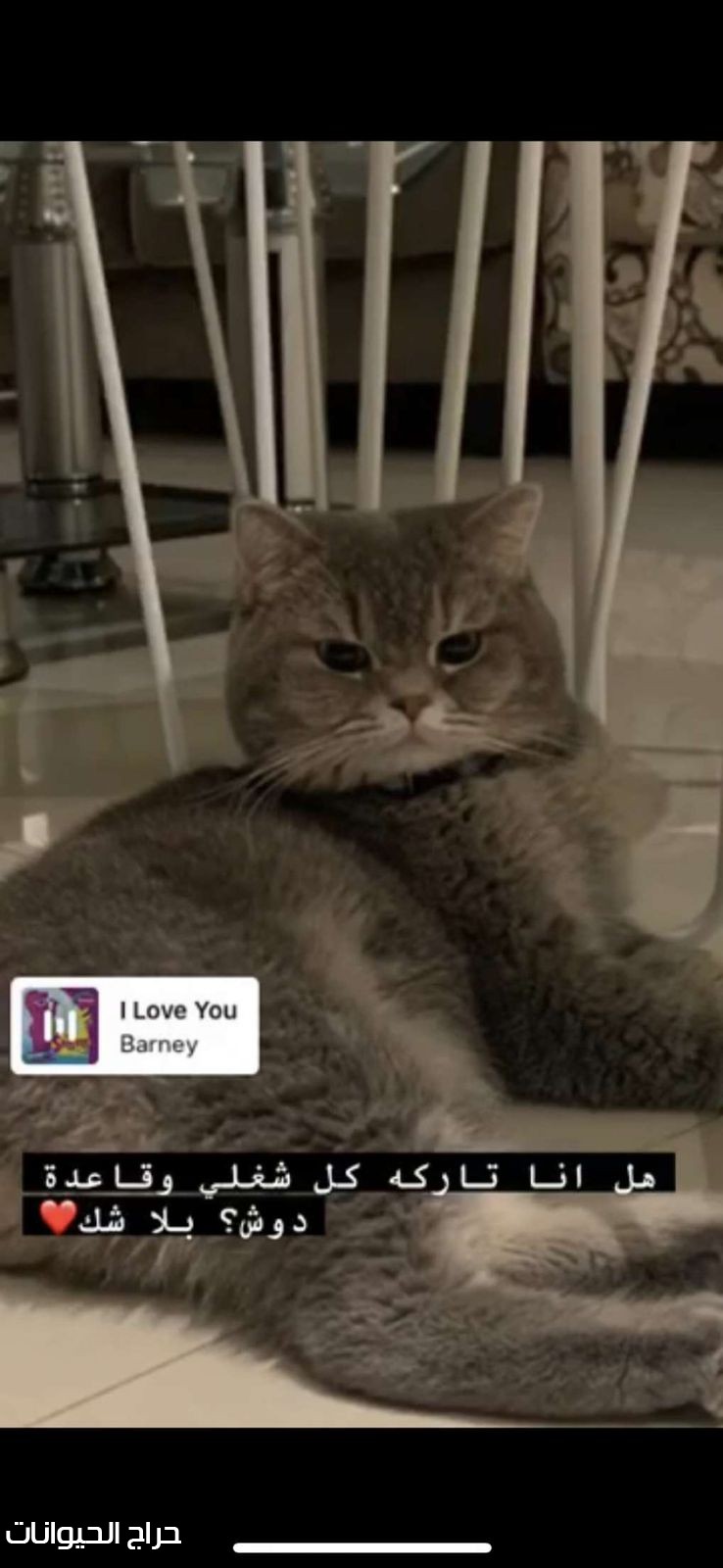 سكوتش للبيع