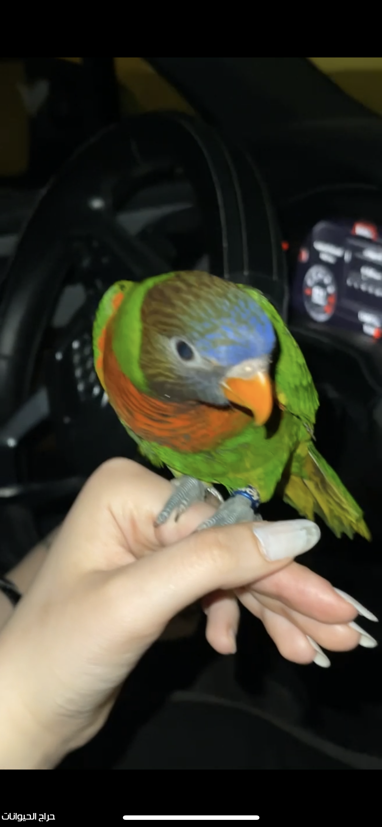 ببغاء لوري للبيع