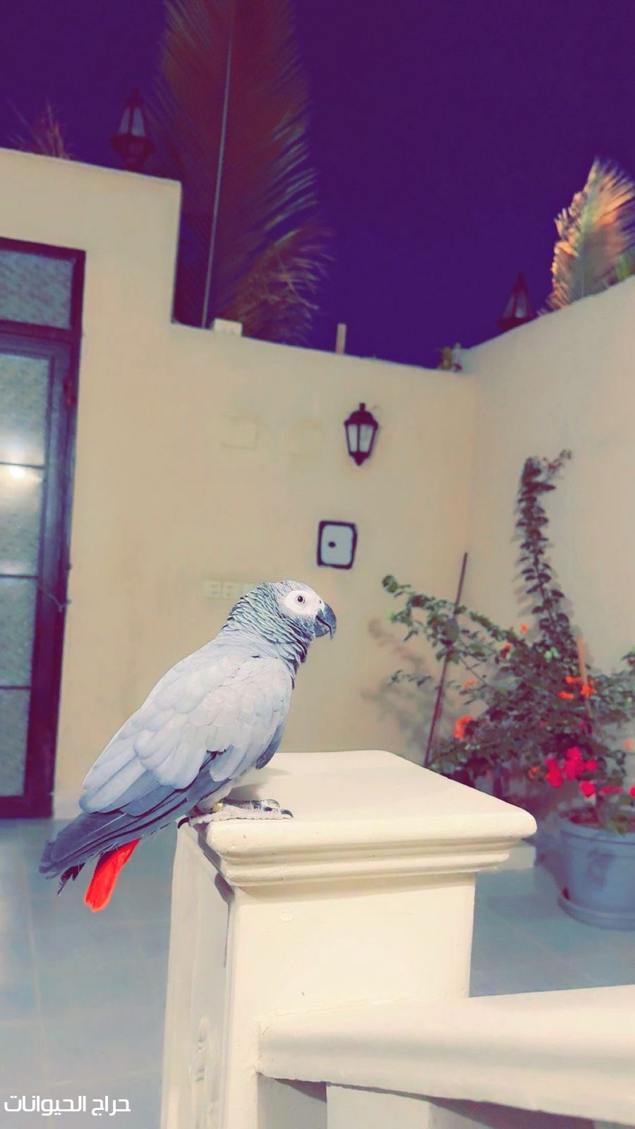 كاسكو مفقود في جدة