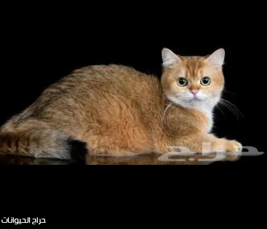 سكوتش ستريت منتجه مستورده