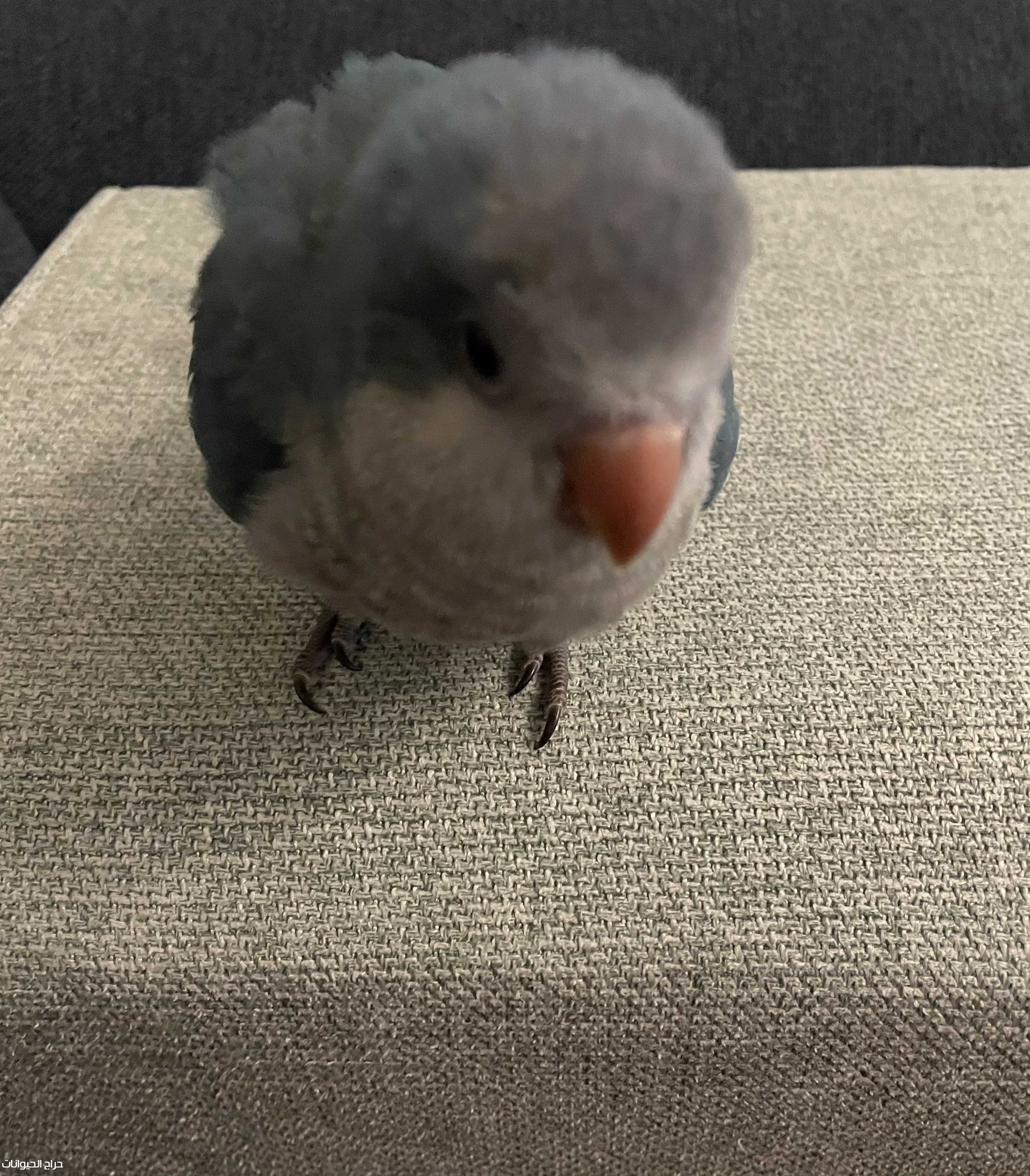 ببغاء الكويكر