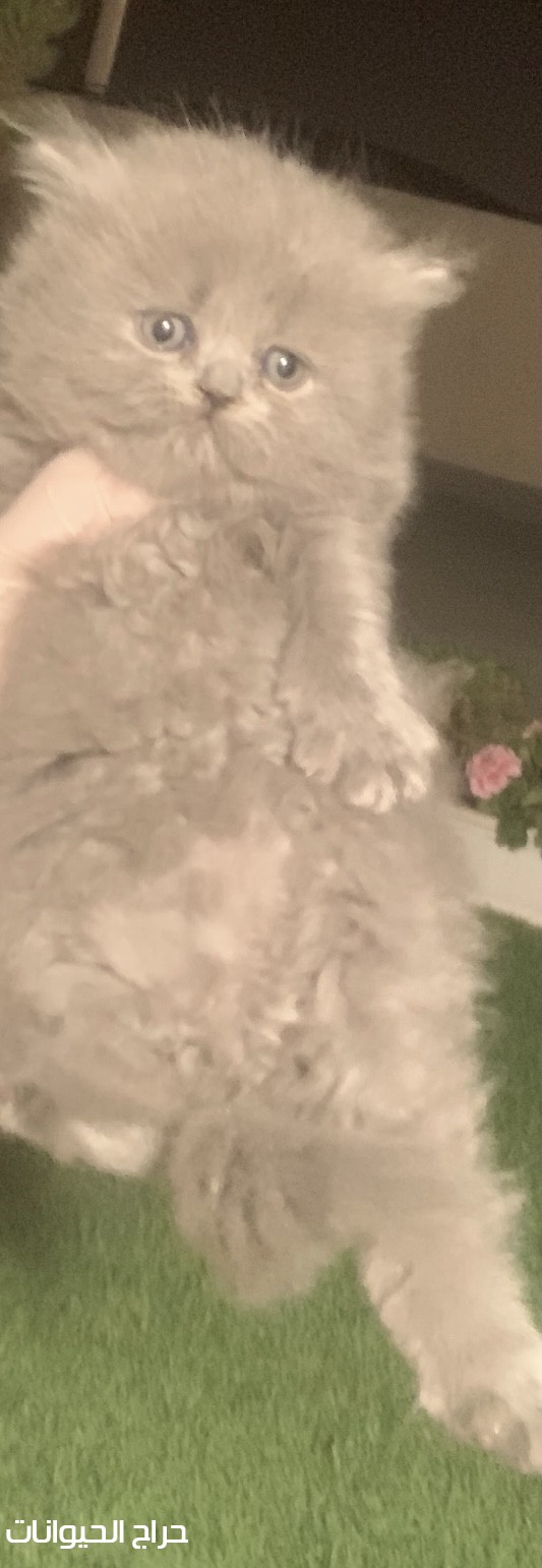 قطط همالايا للبيع. 
