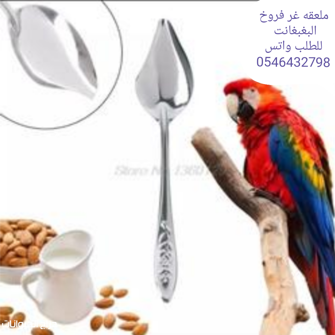 ملعقه غر فروخ البغبغاء