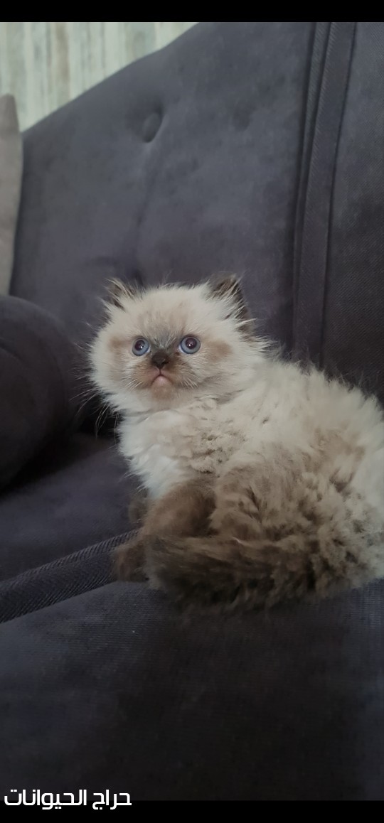 قطة كتن هملايا بلو