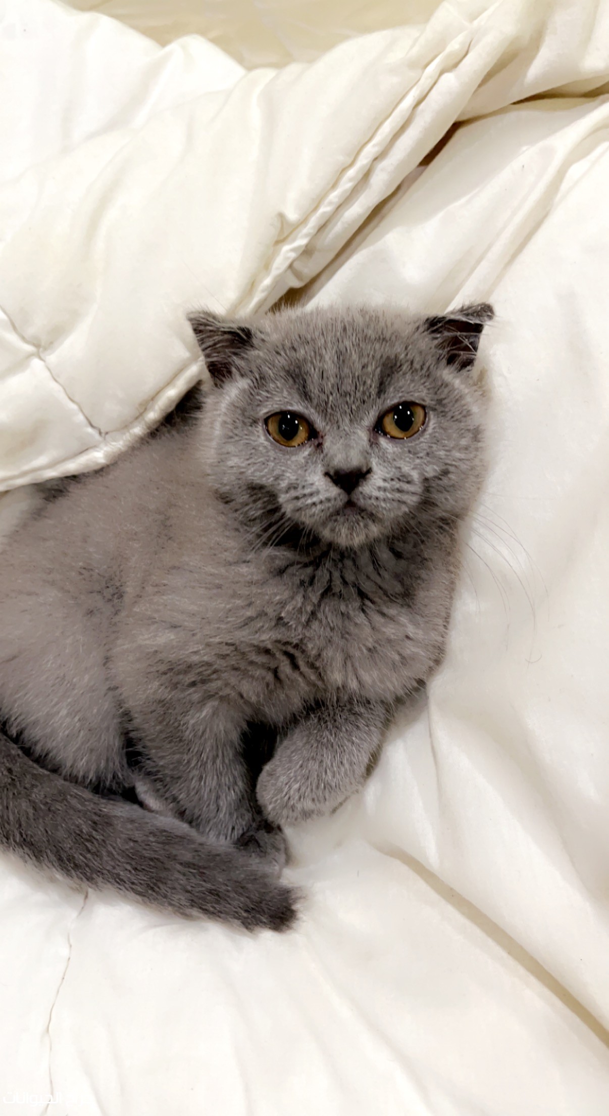 قط سكوتش فولد بلو بيور 