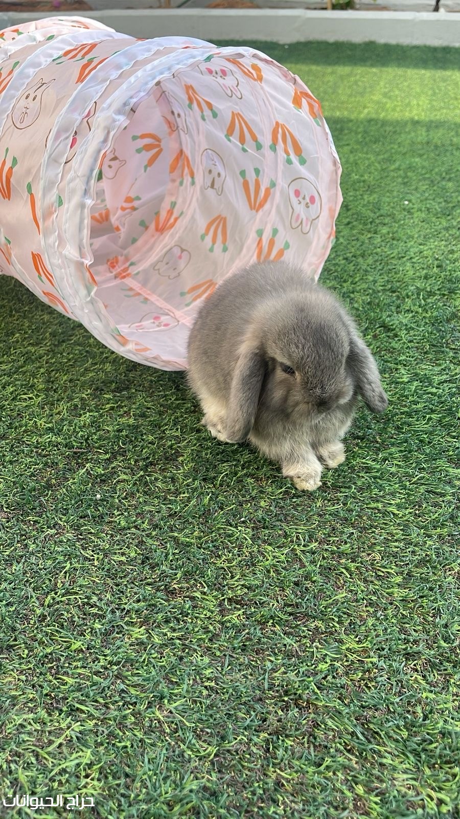 ارنب هولاند لوب للبيع hollandlop 