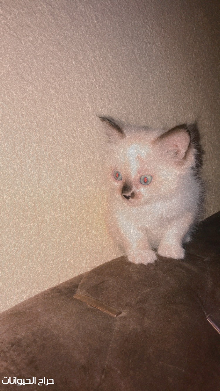 للبيع قط هملايا تقريبا عمره شهرين القط نضيف ومتعود على اللتر بوكس حيوي ولعوب ذكر السعر ٥٠٠ قابل للتفاوض