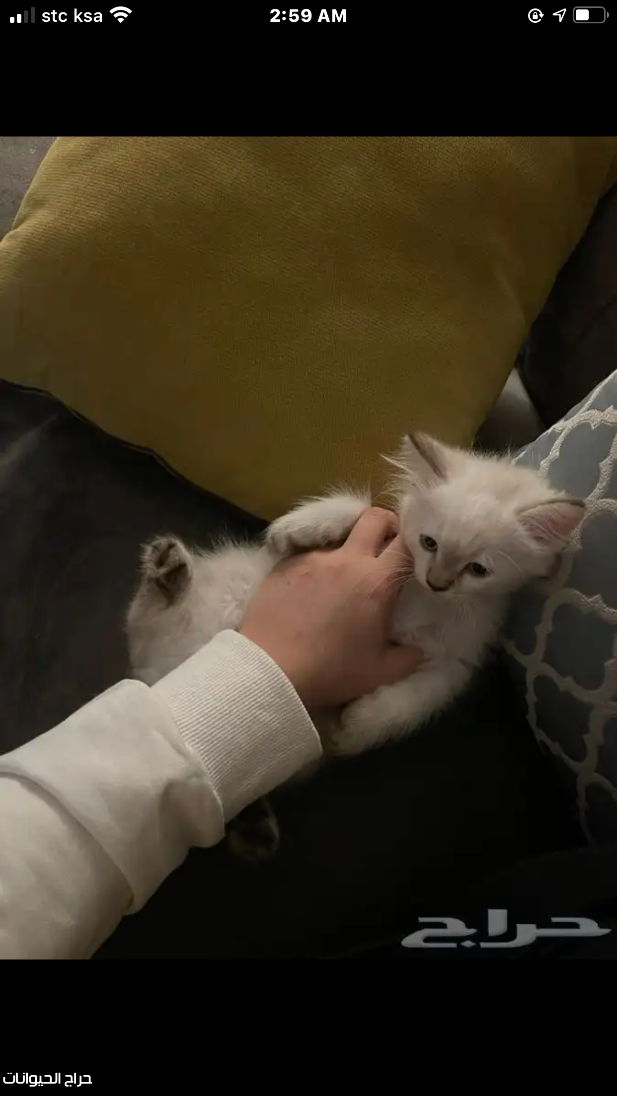 قط هملايا للبيع الدمام