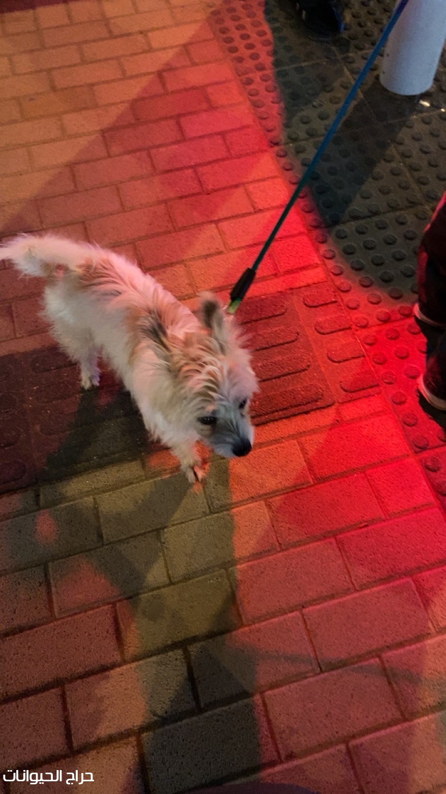 كلب جاك راسل مرح ونشيط ولعوب واغراضه معه واكله معه