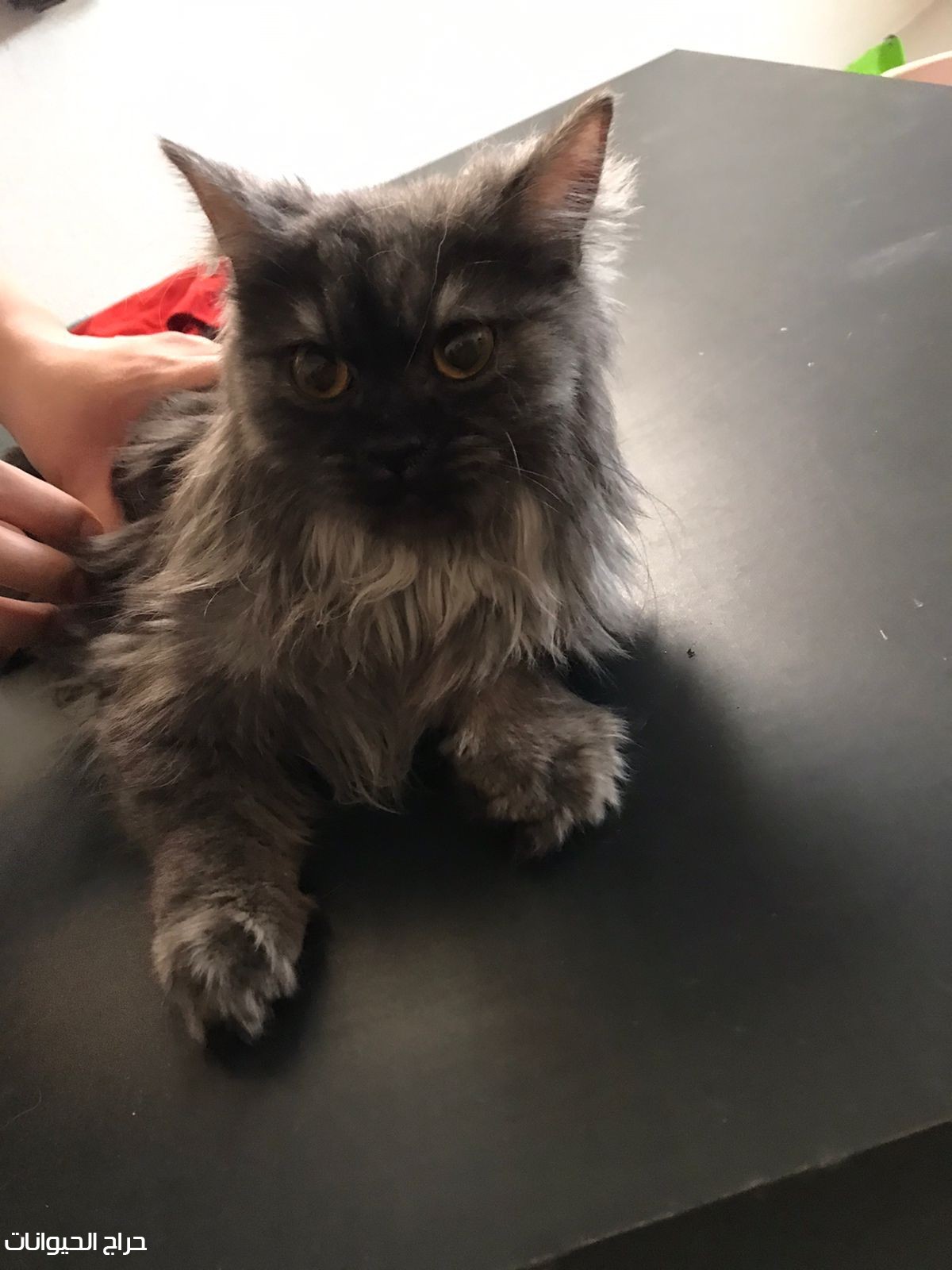 قطط شيرازي بيرشن 