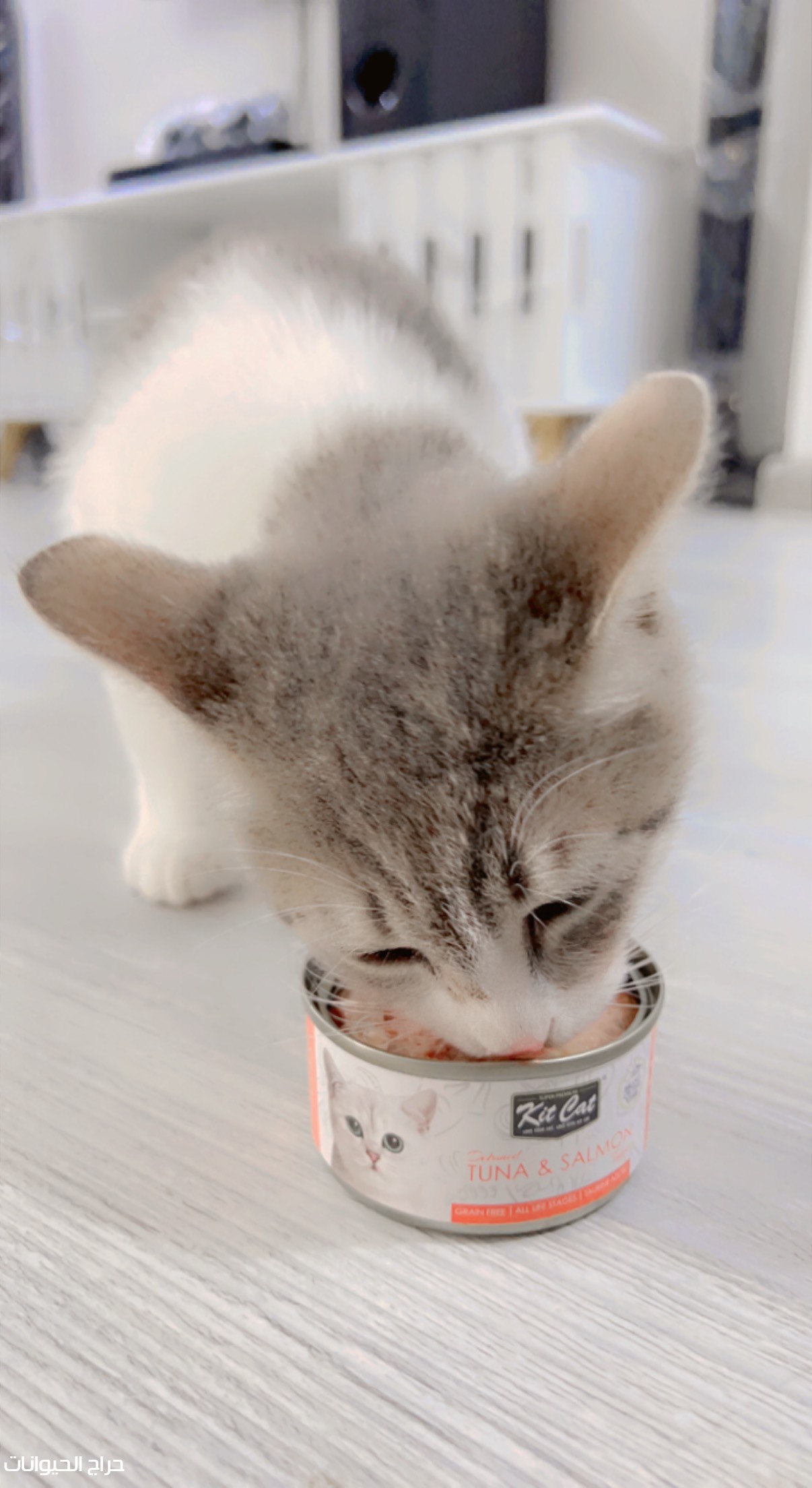 قطة مهجنة لعوب ومرحة