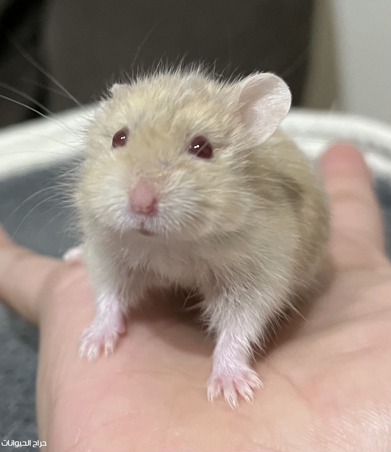 هامستر روسي للبيع حبه او جوز او العدد الي تبيه حسب المتوفر