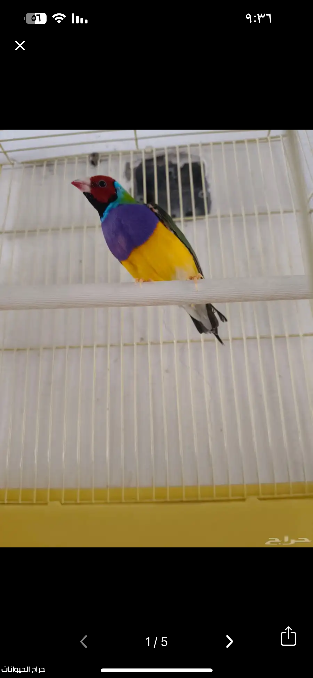 قولدن فنيش نوادر 