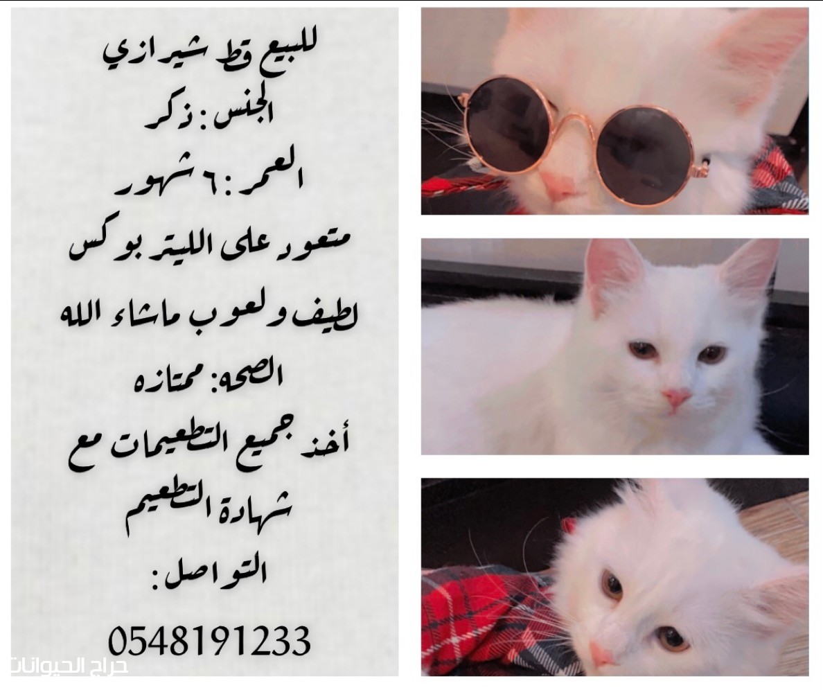 قط شيرازي للبيع 