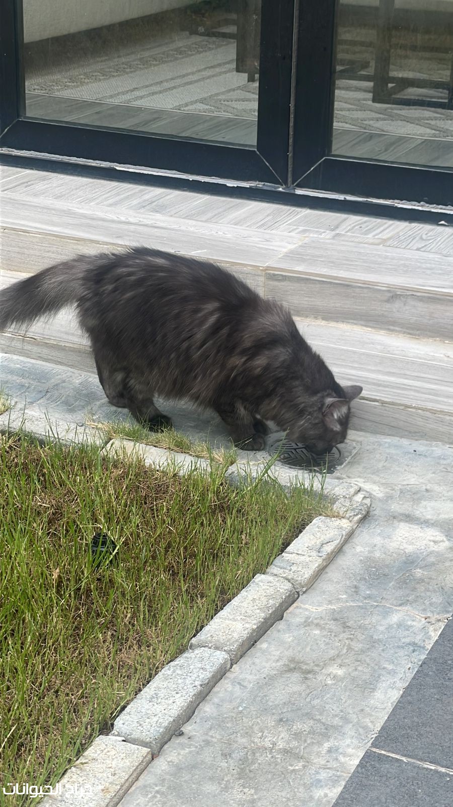 الدمام الفرسان 