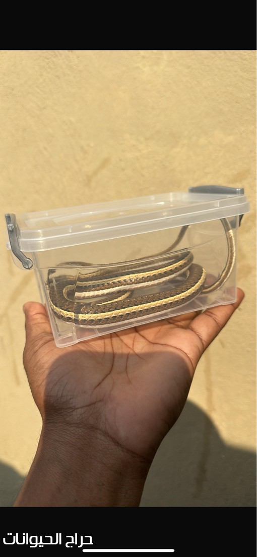 ثعبان ابو سيور غير سام 