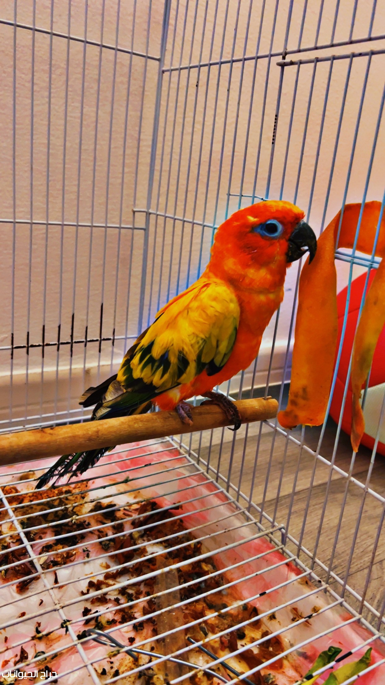 صن كنيور ذكر 