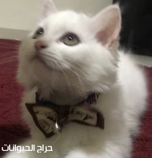 يوجد لدينا كيتنز شرازي الجنسين اعمارها 5 أشهر نظيفه ومدربة 