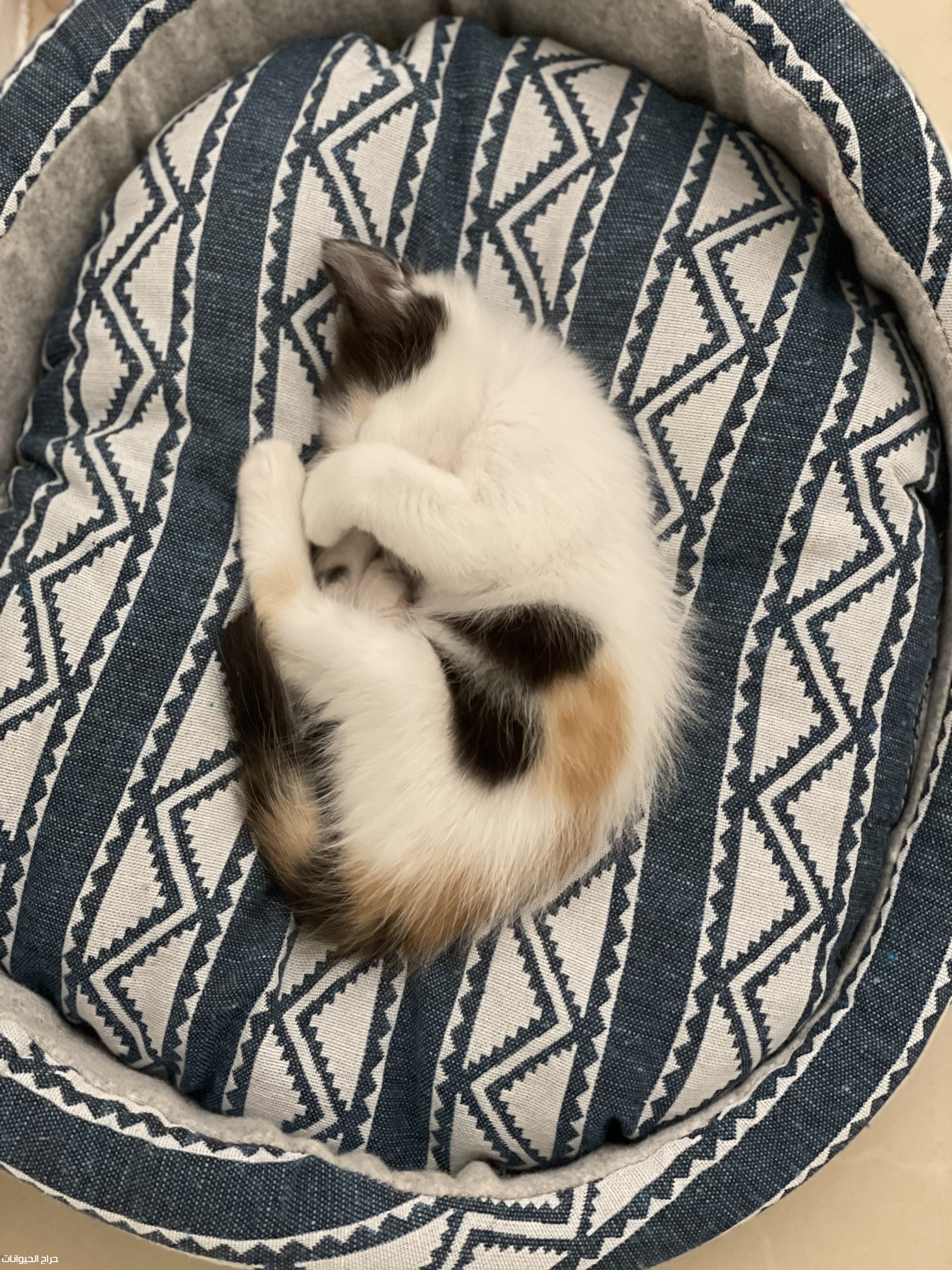 قط امريكي عمر شهرين 